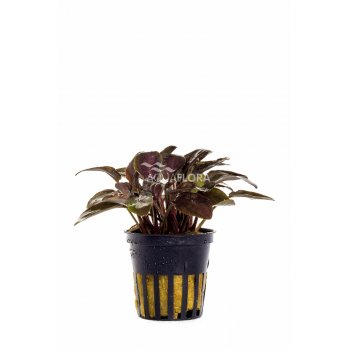 AQUAFLORA - LAGENANDRA MEEBOLDII "RED"